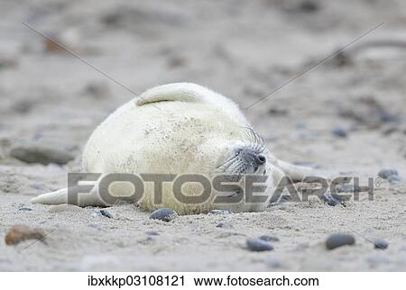 "Young Grey Seal (Halichoerus grypus) pup, on the beach, Dune island, Helgoland, Schleswig-Holstein, Germany, Europe" View Large Photo Image Stock Image - "Young Grey Seal (Halichoerus grypus) pup, on the beach, Dune island, Helgoland, Schleswig-Holstein, Germany, Europe". Fotosearch