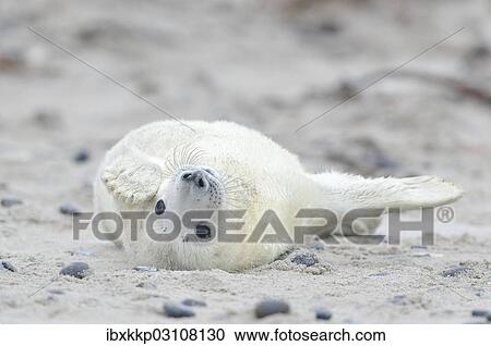"Young Grey Seal (Halichoerus grypus) pup, on the beach, Dune island, Helgoland, Schleswig-Holstein, Germany, Europe" View Large Photo Image Stock Image - "Young Grey Seal (Halichoerus grypus) pup, on the beach, Dune island, Helgoland, Schleswig-Holstein, Germany, Europe". Fotosearch