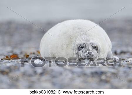 "Young Grey Seal (Halichoerus grypus) pup, on the beach, Dune island, Helgoland, Schleswig-Holstein, Germany, Europe" View Large Photo Image Stock Image - "Young Grey Seal (Halichoerus grypus) pup, on the beach, Dune island, Helgoland, Schleswig-Holstein, Germany, Europe". Fotosearch