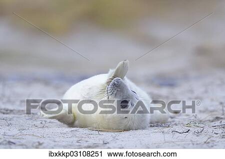 "Young Grey Seal (Halichoerus grypus) pup, on the beach, Dune island, Helgoland, Schleswig-Holstein, Germany, Europe" View Large Photo Image Stock Image - "Young Grey Seal (Halichoerus grypus) pup, on the beach, Dune island, Helgoland, Schleswig-Holstein, Germany, Europe". Fotosearch