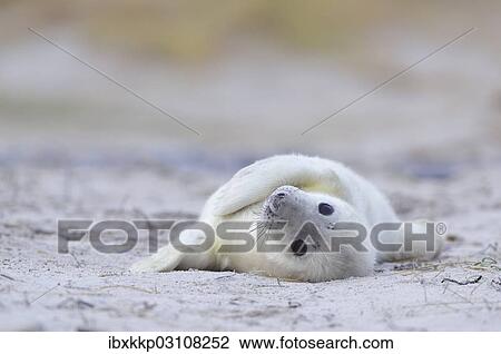 "Young Grey Seal (Halichoerus grypus) pup, on the beach, Dune island, Helgoland, Schleswig-Holstein, Germany, Europe" View Large Photo Image Stock Image - "Young Grey Seal (Halichoerus grypus) pup, on the beach, Dune island, Helgoland, Schleswig-Holstein, Germany, Europe". Fotosearch