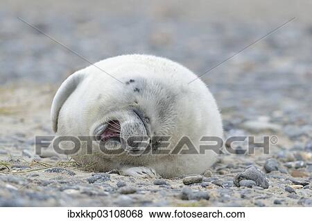 Stock Photo - "Young Grey Seal (Halichoerus grypus) pup, on the beach, Dune island, Helgoland, Schleswig-Holstein, Germany, Europe". Fotosearch