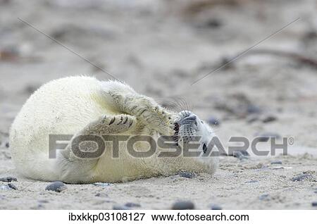 "Young Grey Seal (Halichoerus grypus) pup, on the beach, Dune island, Helgoland, Schleswig-Holstein, Germany, Europe" View Large Photo Image Stock Photo - "Young Grey Seal (Halichoerus grypus) pup, on the beach, Dune island, Helgoland, Schleswig-Holstein, Germany, Europe". Fotosearch