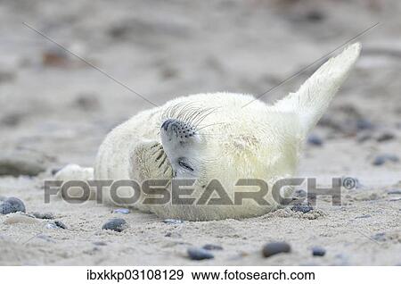 "Young Grey Seal (Halichoerus grypus) pup, on the beach, Dune island, Helgoland, Schleswig-Holstein, Germany, Europe" View Large Photo Image Stock Photo - "Young Grey Seal (Halichoerus grypus) pup, on the beach, Dune island, Helgoland, Schleswig-Holstein, Germany, Europe". Fotosearch