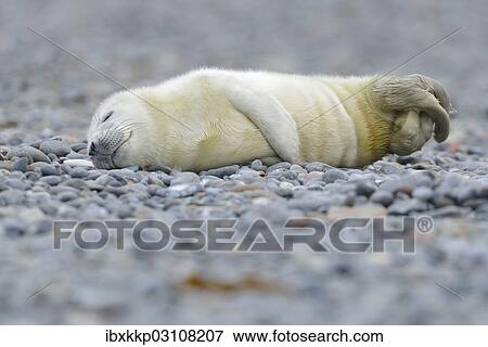 "Young Grey Seal (Halichoerus grypus) pup, on the beach, Dune island, Helgoland, Schleswig-Holstein, Germany, Europe" View Large Photo Image Stock Photo - "Young Grey Seal (Halichoerus grypus) pup, on the beach, Dune island, Helgoland, Schleswig-Holstein, Germany, Europe". Fotosearch
