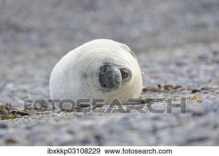 "Young Grey Seal (Halichoerus grypus) pup, on the beach, Dune island, Helgoland, Schleswig-Holstein, Germany, Europe" View Large Photo Image Stock Photo - "Young Grey Seal (Halichoerus grypus) pup, on the beach, Dune island, Helgoland, Schleswig-Holstein, Germany, Europe". Fotosearch
