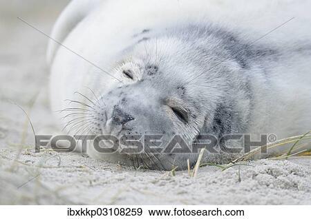 "Young Grey Seal (Halichoerus grypus) pup, on the beach, Dune island, Helgoland, Schleswig-Holstein, Germany, Europe" View Large Photo Image Stock Photo - "Young Grey Seal (Halichoerus grypus) pup, on the beach, Dune island, Helgoland, Schleswig-Holstein, Germany, Europe". Fotosearch