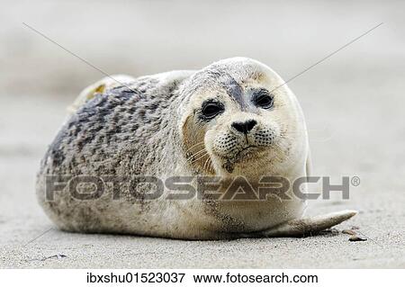 "Young Grey Seal (Halichoerus grypus), ocean island, Helgoland, Schleswig-Holstein, Germany, Europe" View Large Photo Image Stock Photo - "Young Grey Seal (Halichoerus grypus), ocean island, Helgoland, Schleswig-Holstein, Germany, Europe". Fotosearch