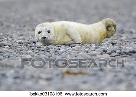"Young Grey Seal (Halichoerus grypus) pup, on the beach, Dune island, Helgoland, Schleswig-Holstein, Germany, Europe" View Large Photo Image Stock Photograph - "Young Grey Seal (Halichoerus grypus) pup, on the beach, Dune island, Helgoland, Schleswig-Holstein, Germany, Europe". Fotosearch