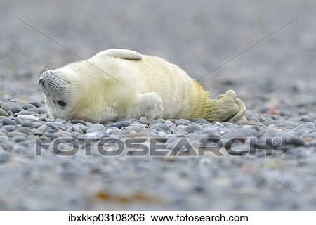 "Young Grey Seal (Halichoerus grypus) pup, on the beach, Dune island, Helgoland, Schleswig-Holstein, Germany, Europe" View Large Photo Image Stock Photograph - "Young Grey Seal (Halichoerus grypus) pup, on the beach, Dune island, Helgoland, Schleswig-Holstein, Germany, Europe". Fotosearch