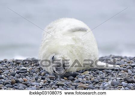 "Young Grey Seal (Halichoerus grypus) pup, on the beach, Dune island, Helgoland, Schleswig-Holstein, Germany, Europe" View Large Photo Image Stock Photography - "Young Grey Seal (Halichoerus grypus) pup, on the beach, Dune island, Helgoland, Schleswig-Holstein, Germany, Europe". Fotosearch