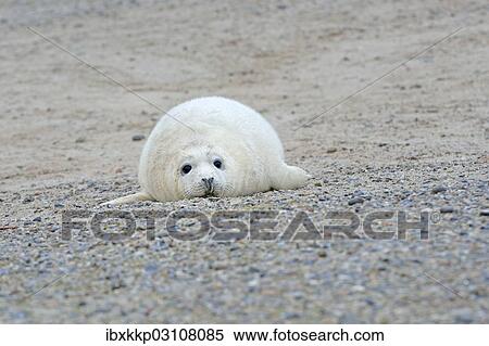 "Young Grey Seal (Halichoerus grypus) pup, on the beach, Dune island, Helgoland, Schleswig-Holstein, Germany, Europe" View Large Photo Image Stock Photography - "Young Grey Seal (Halichoerus grypus) pup, on the beach, Dune island, Helgoland, Schleswig-Holstein, Germany, Europe". Fotosearch