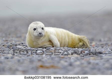 "Young Grey Seal (Halichoerus grypus) pup, on the beach, Dune island, Helgoland, Schleswig-Holstein, Germany, Europe" View Large Photo Image Stock Photography - "Young Grey Seal (Halichoerus grypus) pup, on the beach, Dune island, Helgoland, Schleswig-Holstein, Germany, Europe". Fotosearch