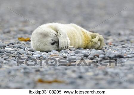 "Young Grey Seal (Halichoerus grypus) pup, on the beach, Dune island, Helgoland, Schleswig-Holstein, Germany, Europe" View Large Photo Image Stock Photography - "Young Grey Seal (Halichoerus grypus) pup, on the beach, Dune island, Helgoland, Schleswig-Holstein, Germany, Europe". Fotosearch