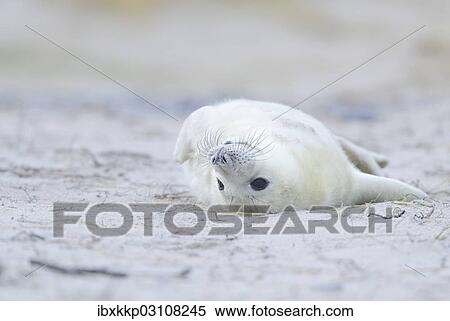 "Young Grey Seal (Halichoerus grypus) pup, on the beach, Dune island, Helgoland, Schleswig-Holstein, Germany, Europe" View Large Photo Image Stock Photography - "Young Grey Seal (Halichoerus grypus) pup, on the beach, Dune island, Helgoland, Schleswig-Holstein, Germany, Europe". Fotosearch