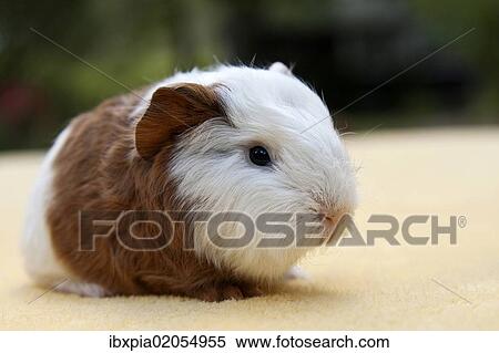Stock Photography - "Young guinea pig, Swiss Teddy breed, gold-white coloured". Fotosearch