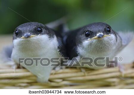"Young hand-raised house martins (Delichon urbicum), Emsland, Lower Saxony, Germany, Europe" View Large Photo Image Picture - "Young hand-raised house martins (Delichon urbicum), Emsland, Lower Saxony, Germany, Europe". Fotosearch