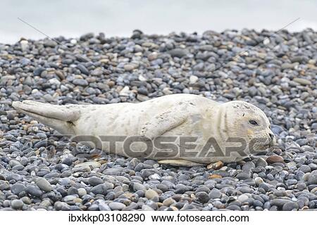 "Young Harbour Seal (Phoca vitulina) lying on a pebble beach, Dune island, Helgoland, Schleswig-Holstein, Germany, Europe" View Large Photo Image Stock Image - "Young Harbour Seal (Phoca vitulina) lying on a pebble beach, Dune island, Helgoland, Schleswig-Holstein, Germany, Europe". Fotosearch