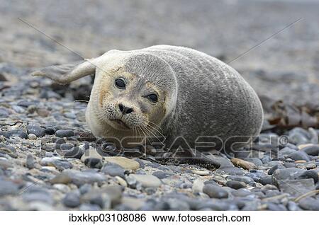 "Young Harbour Seal (Phoca vitulina) lying on a pebble beach, Dune island, Helgoland, Schleswig-Holstein, Germany, Europe" View Large Photo Image Stock Photograph - "Young Harbour Seal (Phoca vitulina) lying on a pebble beach, Dune island, Helgoland, Schleswig-Holstein, Germany, Europe". Fotosearch