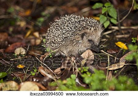 "Young hedgehog (Erinaceus europaeus), Bavaria, Germany, Europe" View Large Photo Image Stock Image - "Young hedgehog (Erinaceus europaeus), Bavaria, Germany, Europe". Fotosearch