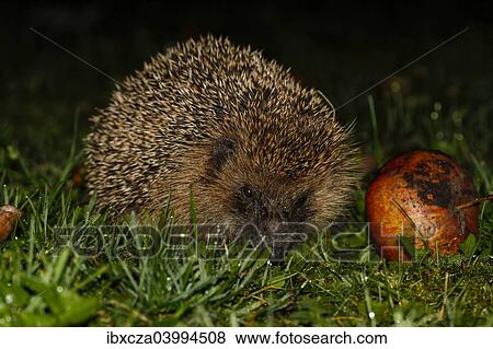 "Young hedgehog (Erinaceus europaeus) with red apple, Bavaria, Germany, Europe" View Large Photo Image Stock Photo - "Young hedgehog (Erinaceus europaeus) with red apple, Bavaria, Germany, Europe". Fotosearch