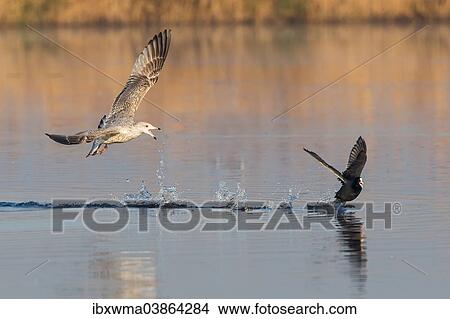 Picture - "Young herring gull (Larus argentatus) following Eurasian Coot (Fulica atra), Rieselfelder Munster, North Rhine-Westphalia, Germany, Europe". Fotosearch