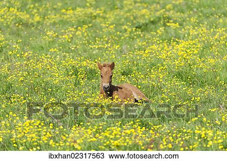 Stock Image - "Young Icelandic horse, foal resting on a flower meadow, Iceland, Europe". Fotosearch