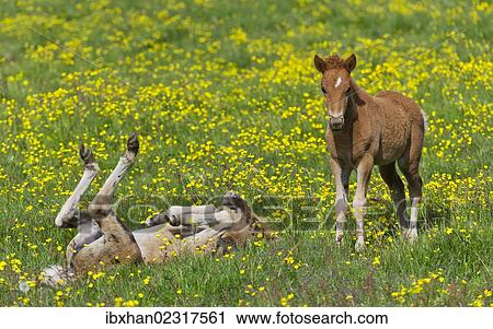 "Young Icelandic horses, foals, on a flower meadow, Iceland, Europe" View Large Photo Image Stock Image - "Young Icelandic horses, foals, on a flower meadow, Iceland, Europe". Fotosearch