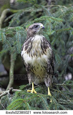 Young immature European Honey Buzzard (Pernis apivorus) View Large Photo Image Stock Image - Young immature European Honey Buzzard (Pernis apivorus). Fotosearch