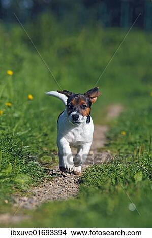 "Young Jack Russell Terrier dog (Canis lupus familiaris), pup, male, 12 weeks, domestic dog" View Large Photo Image Picture - "Young Jack Russell Terrier dog (Canis lupus familiaris), pup, male, 12 weeks, domestic dog". Fotosearch