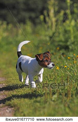 "Young Jack Russell Terrier dog (Canis lupus familiaris), male puppy, 12 weeks, domestic dog" View Large Photo Image Stock Image - "Young Jack Russell Terrier dog (Canis lupus familiaris), male puppy, 12 weeks, domestic dog". Fotosearch