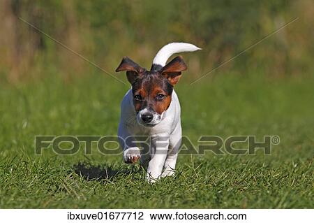 Stock Image - "Young Jack Russell Terrier dog (Canis lupus familiaris), male puppy, 12 weeks, domestic dog". Fotosearch