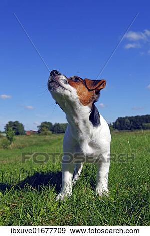 Stock Photo - "Young Jack Russell Terrier dog (Canis lupus familiaris), male puppy, 12 weeks, domestic dog". Fotosearch