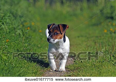 "Young Jack Russell Terrier dog (Canis lupus familiaris), male puppy, 12 weeks, domestic dog" View Large Photo Image Stock Photography - "Young Jack Russell Terrier dog (Canis lupus familiaris), male puppy, 12 weeks, domestic dog". Fotosearch