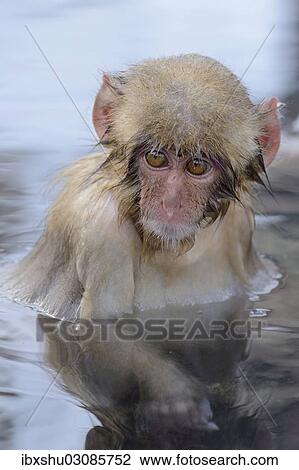 "Young Japanese Macaque or Snow Monkey (Macaca fuscata), portrait, Affenpark Jigokudani, Nagano Prafektur, Japan, Asia" View Large Photo Image Stock Image - "Young Japanese Macaque or Snow Monkey (Macaca fuscata), portrait, Affenpark Jigokudani, Nagano Prafektur, Japan, Asia". Fotosearch