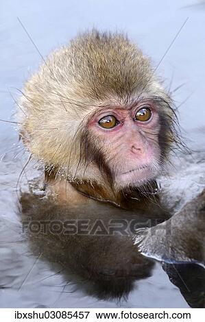 "Young Japanese Macaque or Snow Monkey (Macaca fuscata), portrait, Affenpark Jigokudani, Nagano Prafektur, Japan, Asia" View Large Photo Image Stock Photo - "Young Japanese Macaque or Snow Monkey (Macaca fuscata), portrait, Affenpark Jigokudani, Nagano Prafektur, Japan, Asia". Fotosearch
