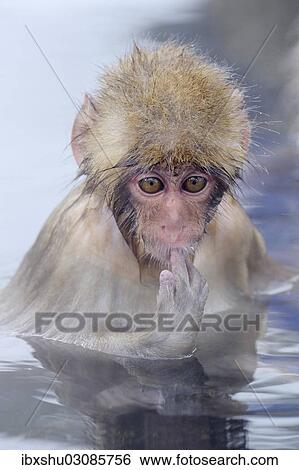Stock Photograph - "Young Japanese Macaque or Snow Monkey (Macaca fuscata), sucking finger, Affenpark Jigokudani, Nagano Prafektur, Japan, Asia". Fotosearch