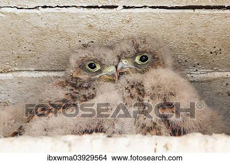 Picture - "Young Kestrels (Falco tinnunculus) in nest box, North Hesse, Hesse, Germany, Europe". Fotosearch