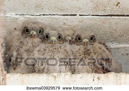 "Young Kestrels (Falco tinnunculus) in nest box, North Hesse, Hesse, Germany, Europe" View Large Photo Image Stock Photo - "Young Kestrels (Falco tinnunculus) in nest box, North Hesse, Hesse, Germany, Europe". Fotosearch