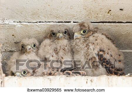 "Young Kestrels (Falco tinnunculus) in nest box, North Hesse, Hesse, Germany, Europe" View Large Photo Image Stock Photography - "Young Kestrels (Falco tinnunculus) in nest box, North Hesse, Hesse, Germany, Europe". Fotosearch