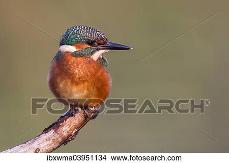 "Young Kingfisher (Alcedo atthis) on perch, North Hesse, Hesse, Germany, Europe" View Large Photo Image Picture - "Young Kingfisher (Alcedo atthis) on perch, North Hesse, Hesse, Germany, Europe". Fotosearch