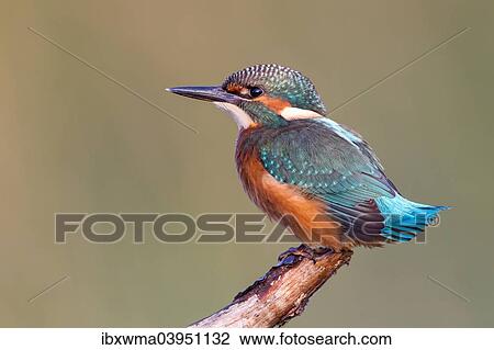 Stock Image - "Young Kingfisher (Alcedo atthis) on perch, North Hesse, Hesse, Germany, Europe". Fotosearch