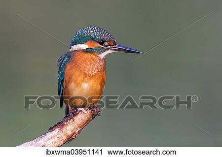 "Young Kingfisher (Alcedo atthis) on perch, North Hesse, Hesse, Germany, Europe" View Large Photo Image Stock Image - "Young Kingfisher (Alcedo atthis) on perch, North Hesse, Hesse, Germany, Europe". Fotosearch