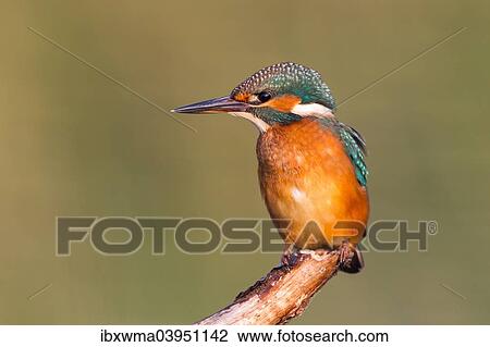 "Young Kingfisher (Alcedo atthis) on perch, North Hesse, Hesse, Germany, Europe" View Large Photo Image Stock Image - "Young Kingfisher (Alcedo atthis) on perch, North Hesse, Hesse, Germany, Europe". Fotosearch
