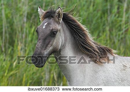 Stock Image - "Young Konik (Equus przewalskii f. caballus), foal, portrait, wild horse, Tarpan re-breeding project". Fotosearch