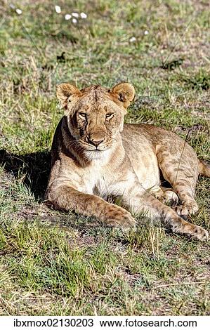 "Young lioness (Panthera leo), Maasai Mara National Reserve, Kenya, East Africa, Africa, PublicGround, Africa" View Large Photo Image Stock Image - "Young lioness (Panthera leo), Maasai Mara National Reserve, Kenya, East Africa, Africa, PublicGround, Africa". Fotosearch