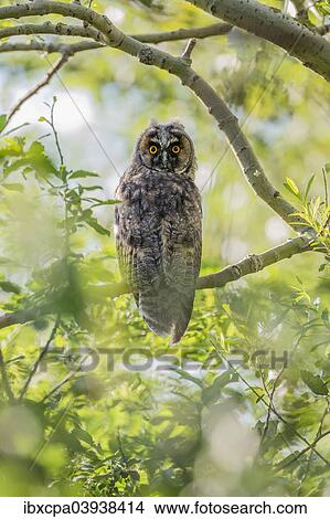 "Young Long-eared owl (Asio otus) sitting on branch, Seewinkel, Burgenland, Austria, Europe" View Large Photo Image Picture - "Young Long-eared owl (Asio otus) sitting on branch, Seewinkel, Burgenland, Austria, Europe". Fotosearch