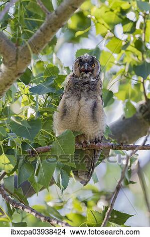 "Young Long-eared owl (Asio otus) sitting on branch and calling, Seewinkel, Burgenland, Austria, Europe" View Large Photo Image Picture - "Young Long-eared owl (Asio otus) sitting on branch and calling, Seewinkel, Burgenland, Austria, Europe". Fotosearch
