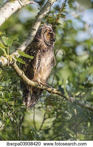"Young Long-eared owl (Asio otus) sitting on branch, Seewinkel, Burgenland, Austria, Europe" View Large Photo Image Stock Image - "Young Long-eared owl (Asio otus) sitting on branch, Seewinkel, Burgenland, Austria, Europe". Fotosearch