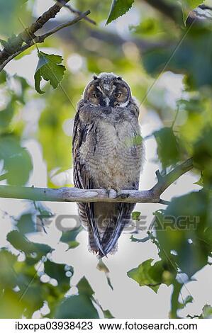"Young Long-eared owl (Asio otus) sitting on branch, Seewinkel, Burgenland, Austria, Europe" View Large Photo Image Stock Image - "Young Long-eared owl (Asio otus) sitting on branch, Seewinkel, Burgenland, Austria, Europe". Fotosearch